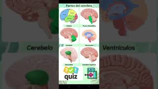 Neuroanatomía aplicación interactiva