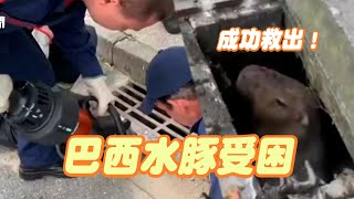 巴西水溝竟有「水豚卡住」😂消防員成功救出！｜野生動物｜卡皮巴拉｜精選影片