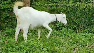 #Malabari cross goat | മലബാറി ക്രോസ് ആട്