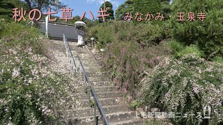 秋の七草 ハギ境内に彩り　みなかみ・玉泉寺