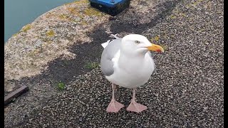 Feeding Larus Gulls with Cornish Pastry from hand in Cornish Seaside town in United kingdom