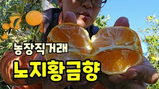 달고 맛있고 신선한 노지황금향 농장직거래 주문주세요