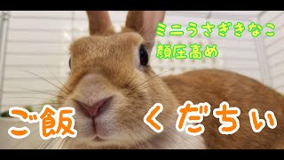 【うさぎ】待ちきれないご飯の時間