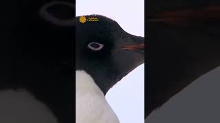 Watch: Penguins in Antarctica #shorts