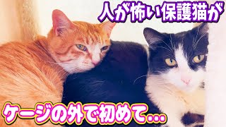 人が怖い保護猫が先住猫のおかげで初めてケージの外で...