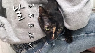 말이 많아도 너~무 많은 고양이 🐾