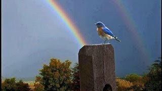 Somewhere Over the Rainbow /  What a Wonderful World - Israel Kamakawiwo'Ole with lyrics