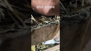 토종 턱보백봉 오골계 자연부화 병아리 🐤  태어나고   있어요, 구독과 좋아요 큰힘이 됩니다 청계종계농장 전북 정읍시 010 3057 1152