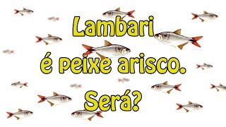 Lambari é peixe arisco. Será?