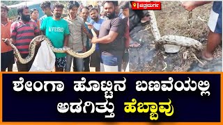 Snake Rescue : 8 ರಿಂದ 10 ಅಡಿ ಉದ್ದದ ಹೆಬ್ಬಾವು, ಆಡುಮಲ್ಲೇಶ್ವರ ಮೃಗಾಲಯಕ್ಕೆ ರವಾನೆ | Vijay Karnataka