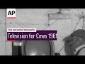 Television for Cows - 1961 | The Archivist Presents | #99