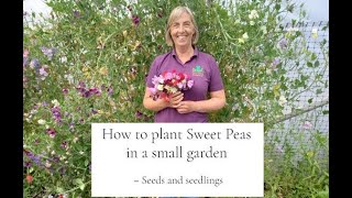 How to plant sweet peas in a small garden - seeds and seedlings