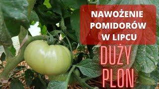 Czym i jak nawozić pomidory w lipcu? duży plon