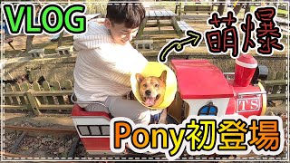 廢宅日記|VLOG-米克柴Pony初登場是要萌死誰呀?|向陽農場一日遊