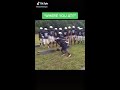 great tackle form shorts