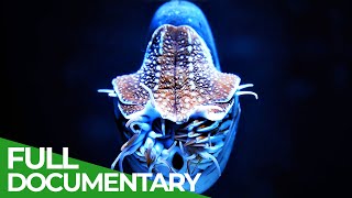 Wildlife - Just Octopuses | Free Documentary Nature