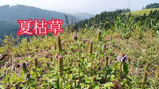 农村地里的杂草夏枯草，现在懂的人都用它煮水当茶喝，你喝过吗？