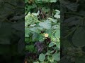 sida cordifolia a medical plant of india forest conservation miyawaki medicinalplant