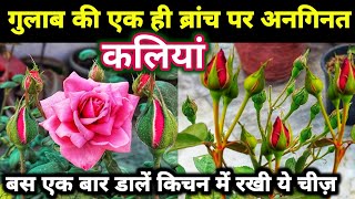 गुलाब की एक ही ब्रांच पर अनगिनत कलियां. Rose plant growing tips. Rose plant care.gulab.गुलाब. Rose.