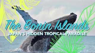 Go to the Bonin Islands: Japan's Hidden Tropical Paradise