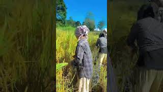 #Rice harvesting winter