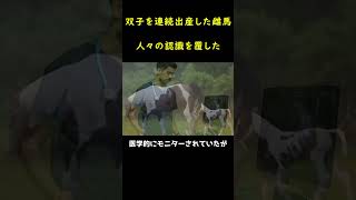 10000分の1の確率！？～奇跡の双子たち～！🐴