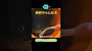 痩せたナマズ29日目#ペット #魚 #アクアリウム