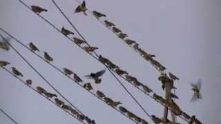 ムクドリ大量発生　Starling