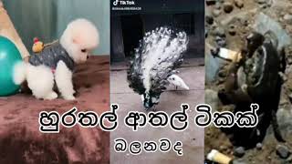 හුරතල්ම  හුරතල්  ආතල්  ටිකක් A little bit of cute funs