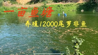 【老林赶野】老林高密度養殖，一畝魚塘放1萬多尾羅非魚，養大再餵脆肉羅非