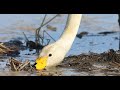 白鳥　オオハクチョウ　雪解けの田んぼでお食事　こんな掃除機あったらいいな～笑