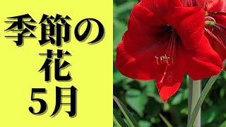 季節の花5月に咲く花11選