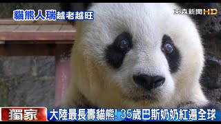 [東森新聞HD]大陸最長壽貓熊！35歲巴斯奶奶紅遍全球