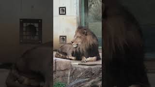 #shorts  ライオン🦁🦁のアレンくん♪ 千葉市動物公園　2021年12月19日