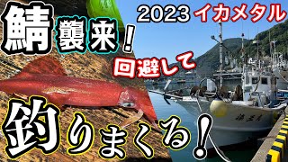 2023[イカメタル]鯖襲来！回避して釣りまくる！