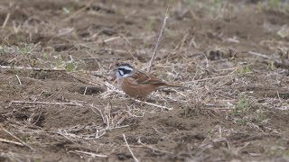 自然環境保全センター 自然観察園のホオジロ（雄）その１（4K60P動画）