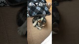 子猫が初めてしっぽの存在に気付いたようです【アメショのほっけ】