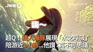 親人海豚展現「水之呼吸」陪游近1小時 他讚：不可思議｜潛水｜海洋｜巴哈馬群島