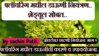 फ्लॉवरिंग मधील डाऊणी नियंत्रण | control downey mildew in grapes flowering stage