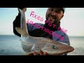 Uk sea fishing rig , fixed pat for smoothhounds