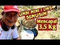 Panen Porang Dari Umbi Mini 10 up