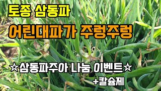 토종파 삼동파에 주아가 잘자라주었습니다 나눔 이벤트합니다