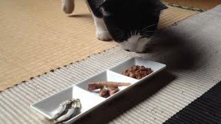 朝食は、猫のオードブルでお迎えの白黒ちゃん 【Cat eating hors d'oeuvres】