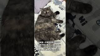 谁能拒绝傻憨憨的小猫咪 我镜头下的小猫 记录猫咪日常 萌宠出道计划