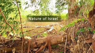 Sorek River, Nature Reserve, Israel