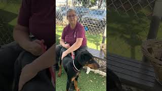 NEW A5675435 Pee Dee | Doberman Pinscher