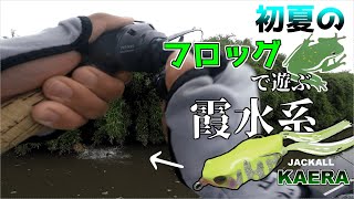 【霞水系/6月】初夏の霞ヶ浦水系×フロッグ【捕食音】2021.6