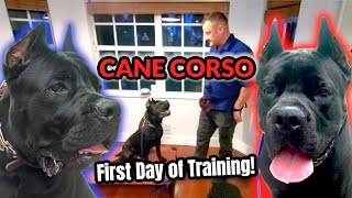 CANE CORSO! First Day of Training with Professional Dog Trainer