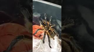 Neverovatni kućni ljubimci.🕷️Samo za najhrabrije!💪TARANTULA#zoo #svetbiologije @SVETBIOLOGIJE