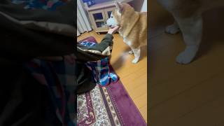 柴犬福 渾身のお願いをするマザコン柴犬🤣Mother's boy🤣#shorts #funnydog #funny #dogshorts #shiba #柴犬 #시바견